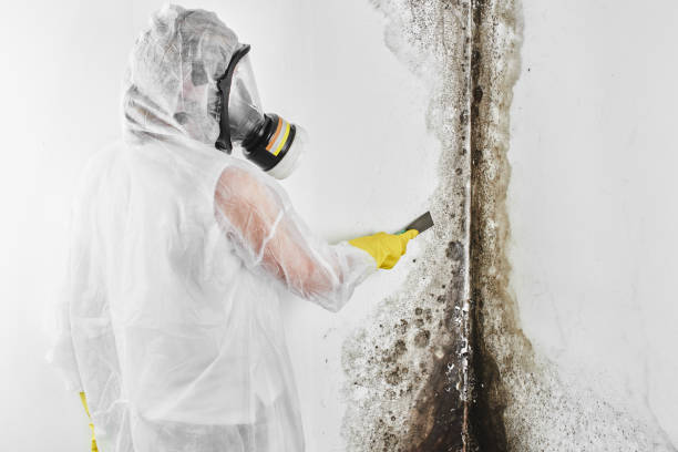 Best Emergency Mold Remediation in Willows, CA