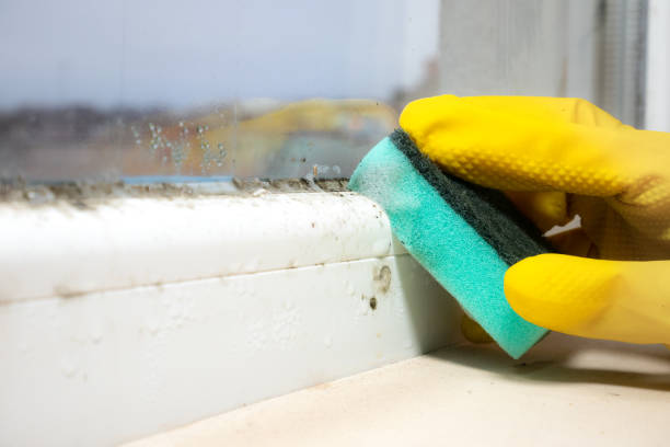 Best Commercial Mold Remediation in Willows, CA