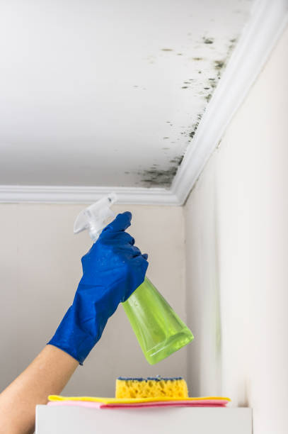 Best Industrial Mold Remediation in Willows, CA