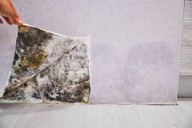 Best Emergency Mold Remediation in Willows, CA